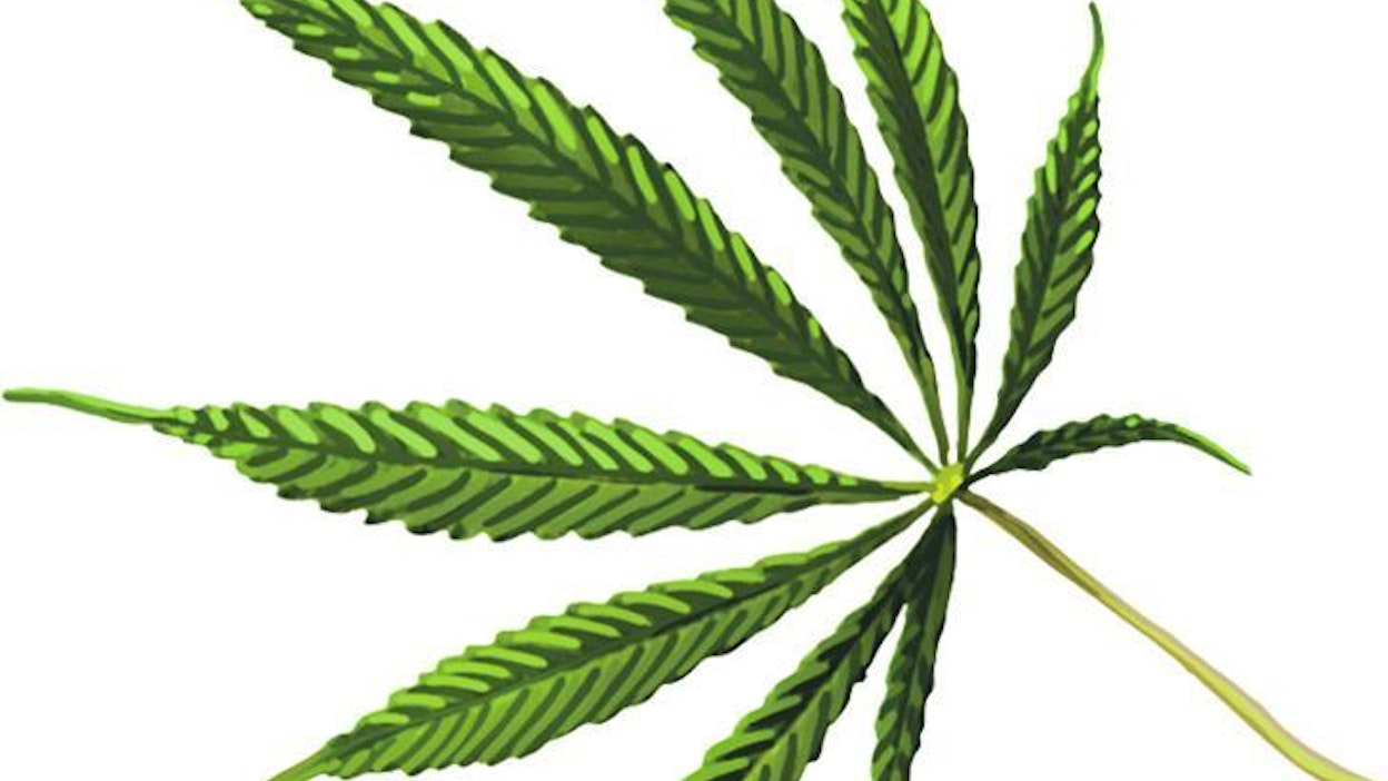 Kannabiksen kasvatus aiotaan laillistaa Kaliforniassa.