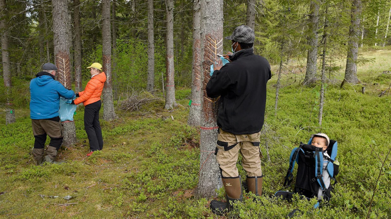 Koulutus keräsi joukon luonnontuotteista kiinnostuneita metsänomistajia ja metsäalan yrittäjiä Paltamon Mieslahteen.