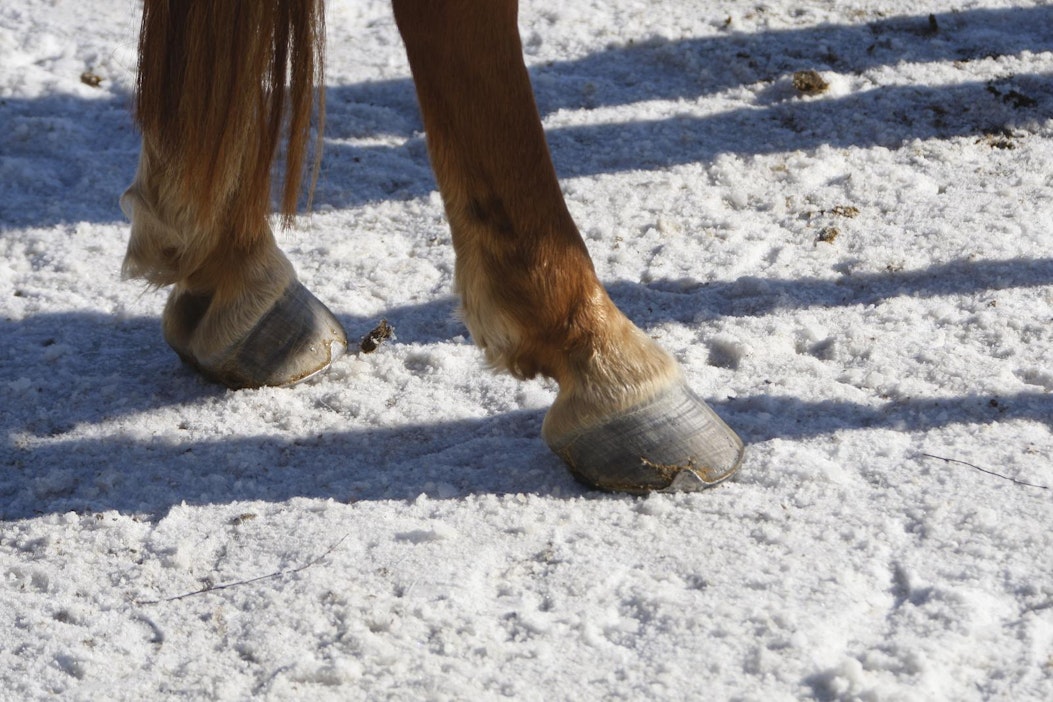 Hevosurheilu: Suomen vanhin hevonen toimi aikoinaan amorina - Uutiset -  Maaseudun Tulevaisuus