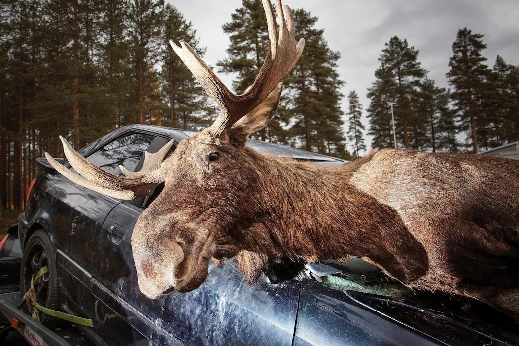 Hirvikolarit ovat hieman vähentyneet, mutta peurakolareiden määrä on noussut rajusti. Kuva on lavastettu.