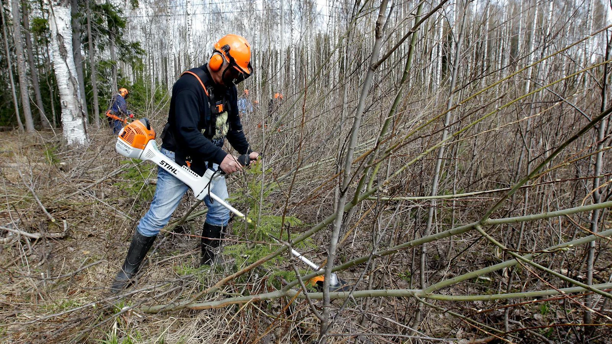 Nuoria metsiä on kunnostettu aiempaa enemmän. Taimikonhoito on työlaji, joka onnistuu myös metsänomistajalta itseltään.