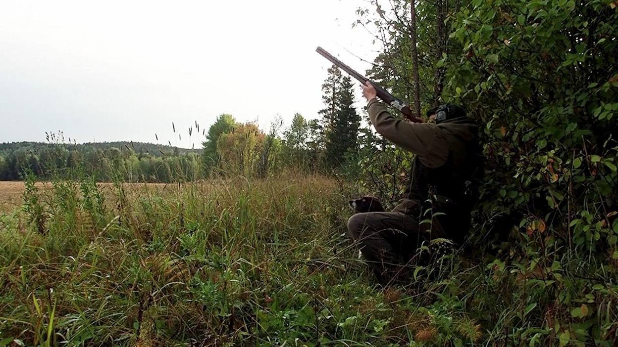 Viiriäiskoira Rilla odottaa Panu isännän käskyä lähteä hakemaan saalista.