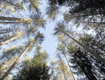 Puuston tilavuus Suomen metsissä kasvaa ja samalla kasvaa hiilinielu eli metsien kyky sitoa hiilidioksidia. Pekka Fali