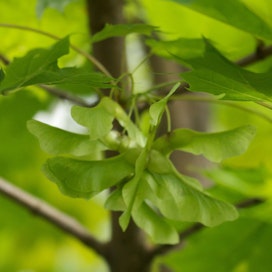 Metsävaahteran siemenissä on lenninsiivet, joiden avulla siemenet pyörivät kuin propellit laskeutuessaan puusta alas.