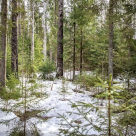 EU:n Lulucf asetuksen mukaisen laskelman mukaan metsien hiilinielun vertailutaso on aiempaa pienempi. Samalla laskennallinen hakkuukertymä laskee 77 miljoonaan kuutioon vuodessa.