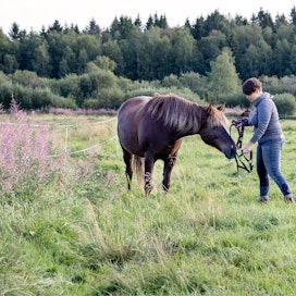 Tallinmäen ratsastuskoulun lähellä on hyvät mahdollisuudet maastoratsastukseen. Mini-Hilima on Pauliina Raution oma hevonen.