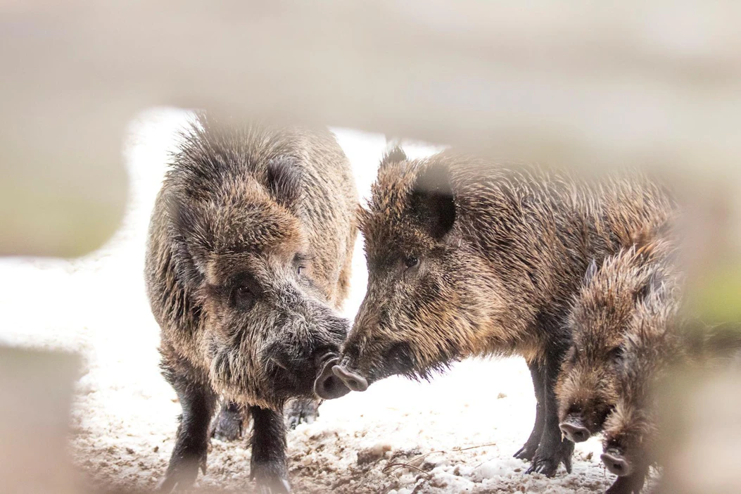 Kaikista villisikanäytteistä maksetaan 40 euron perusmaksu. Emakkopalkkio on 60 euroa, eli emakosta voi saada 100 euron palkkion.