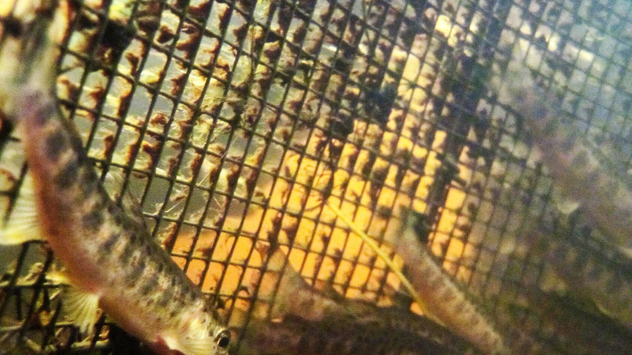 Raakun elinkierto riippuu lohikalojen esiintymisestä, sillä se elää toukkavaiheessa kalojen kiduksissa. Kuvassa taimenen poikasia.