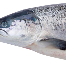 Järvilohi on äärimmäisen uhanalaiseksi luokiteltu kala, jonka kanta on ollut jo yli 40 vuotta viljelyn ja istutusten varassa.