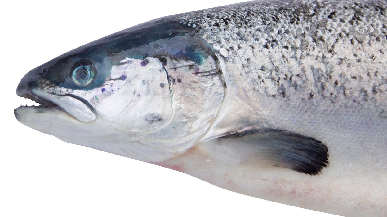 Järvilohi on äärimmäisen uhanalaiseksi luokiteltu kala, jonka kanta on ollut jo yli 40 vuotta viljelyn ja istutusten varassa.