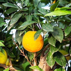 Appelsiineista löydetty bromopropylaatti on hyönteismyrkky, jota on käytetty sitrushedelmissä esiintyvien punkkien torjuntaan.