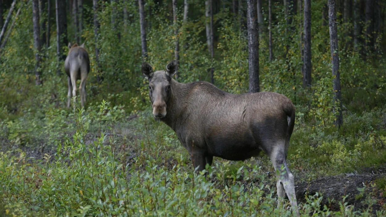 Vantaalla toivotaan hirvikannan rajoittamiseen kestävämpiä keinoja kuin poikkeuslupia. Kuvan hirvi ei ole vantaalainen.