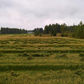 Sateen nurin hakkaamaa viljaa Nurmossa Seinäjoella sunnuntaina.
