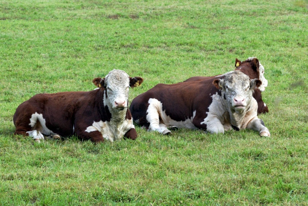 Kyse oli yhden päivän päivämäärävirheestä, joka koski yhtä vasikkaa.