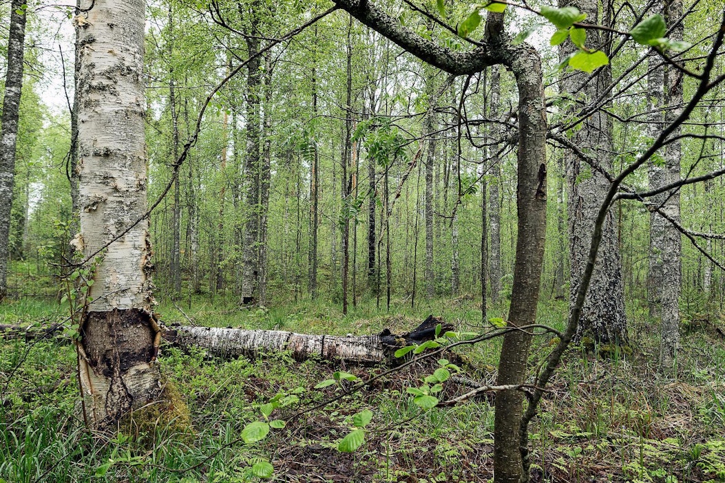 Kaupunkimetsien puuston rakenne on monimuotoisempaa kuin talousmetsien.