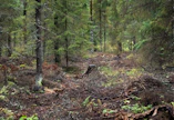 Suomessa on ojitettu metsätalouskäyttöön noin viisi miljoonaa hehtaaria suometsiä.
