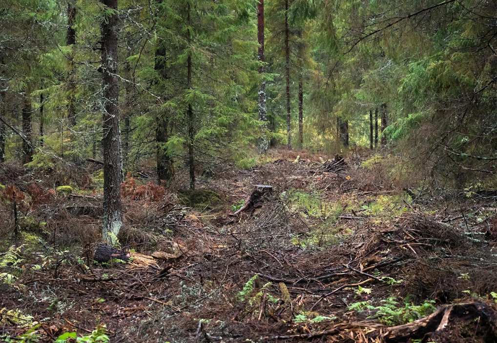 Suomessa on ojitettu metsätalouskäyttöön noin viisi miljoonaa hehtaaria suometsiä.