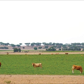 Concalo Macedon tilalla on karjan koko on kastelun ansiosta lähes kymmenkertaistunut. Taka-alalla näkyvä osa tilasta on perinteistä Montados-aluetta, jossa eläimet laiduntavat korkkipuiden varjossa. Filipe Pombo