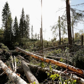 Paula-myrsky kaatoi Koillismaalla ja Kainuussa arviolta 0,7–1,4 miljoonaa kuutiota puuta.