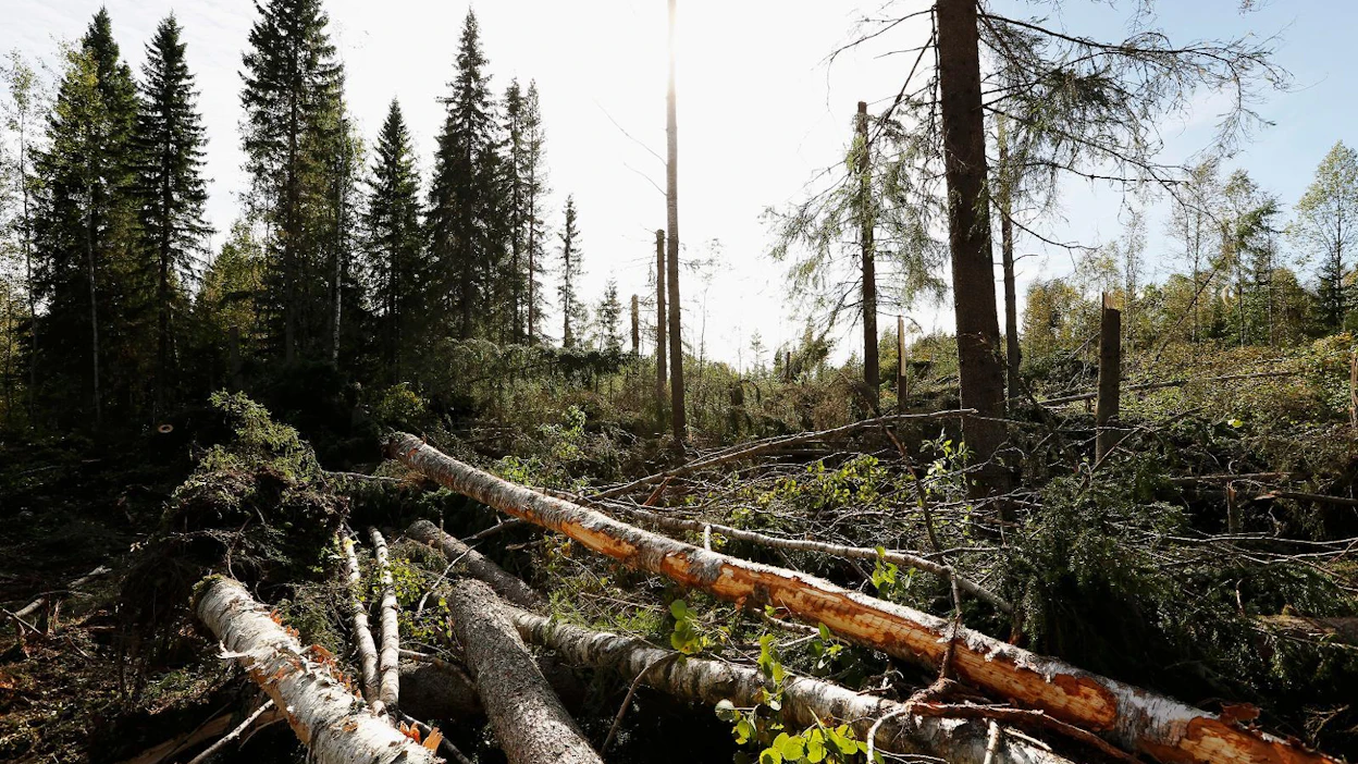 Paula-myrsky kaatoi Koillismaalla ja Kainuussa arviolta 0,7–1,4 miljoonaa kuutiota puuta.