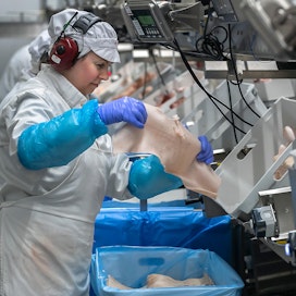 Elintarvikepakkaaja Sirpa Mäkelä pakkaa sian selkäpalan nahkoja Atrian tehtaalla Nurmossa. Kamarasta tehdään makkaraa.