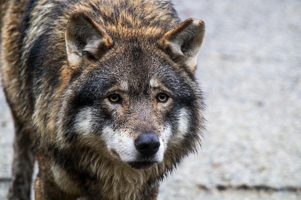 Kuhmon poliisi kertoo, että kainuulaisilla on suden suojelun suhteen myönteisiä ja kielteisiä asenteita. Ristiriidat eivät ole kärjistyneet.