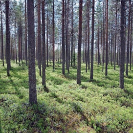Ruotsin metsävarannot ovat tuplaantuneet 90 vuoden aikana.
