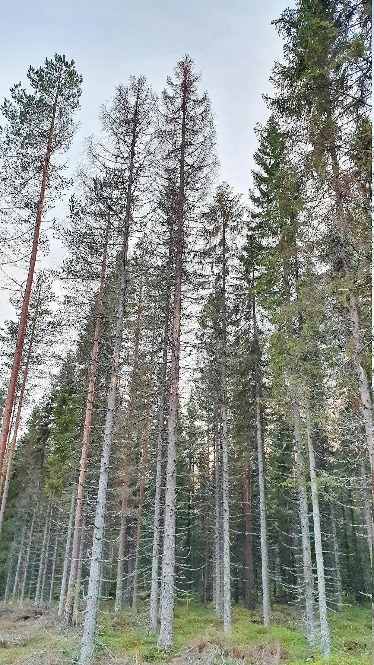 Lokakuun alussa havaittiin edellistalven hakkuun reunalla runsaasti uusia kuolleita puita. Niitä ei havaittu vielä syyskuun alussa, eli kuoriaiset olivat iskeneet niihin kesän puolivälissä.