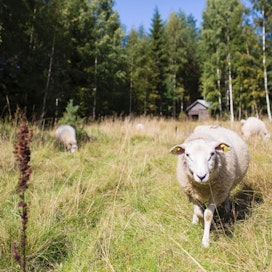 Ruotsalaista lampuria epäillään eläinsuojelurikkomuksesta sen perusteella, että sudet pääsivät lampaiden kimppuun aitauksen laiminlyöntien seurauksena. Eläimille aiheutui tästä tarpeetonta kärsimystä.
