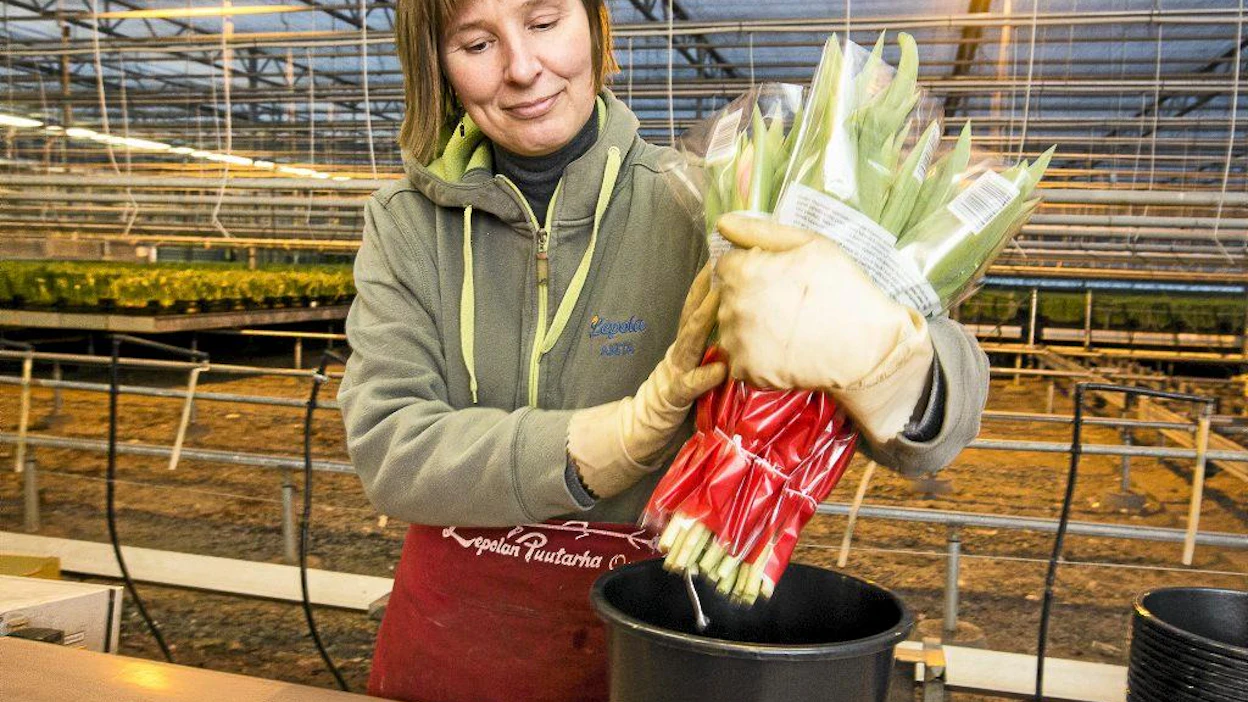 Anita Liimatainen pakkasi maanantaina tulppaaneja Lepolan puutarhalla Turussa.