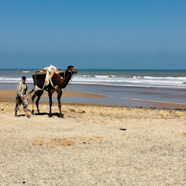 Marokossa hiekkaa ryövätään rannoilta viiden vuoden vankilatuomion uhalla. Kuvassa hiekkakuormalla lastattu kameli.