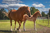 Suomenhevosten jalostuksessa on kaksi ristiin viakuttavaa ongelmaa. Sukujen suppenemista pitäisi pystyä vähentämään. Jos kuitenkin tiettyjen sukujen käyttöä rajoitetaan, se voi johtaa kasvatus vähenemiseen entisestään, jos pienkasvattaja ei voi käyttää omaa tammaansa haluamallaan oriilla.