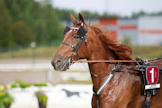 Suomen ykköstasolla kilpaileva ravuri Majestic Man on keinoemovälityksen viime vuosien sanansaattajia. Orpovarsa Taistonakin tunnettu Majestic Man sai oman emänsä kuoltua kasvattiemäkseen ravikuningatar Mariminin, joka oli menettänyt oman varsansa.
