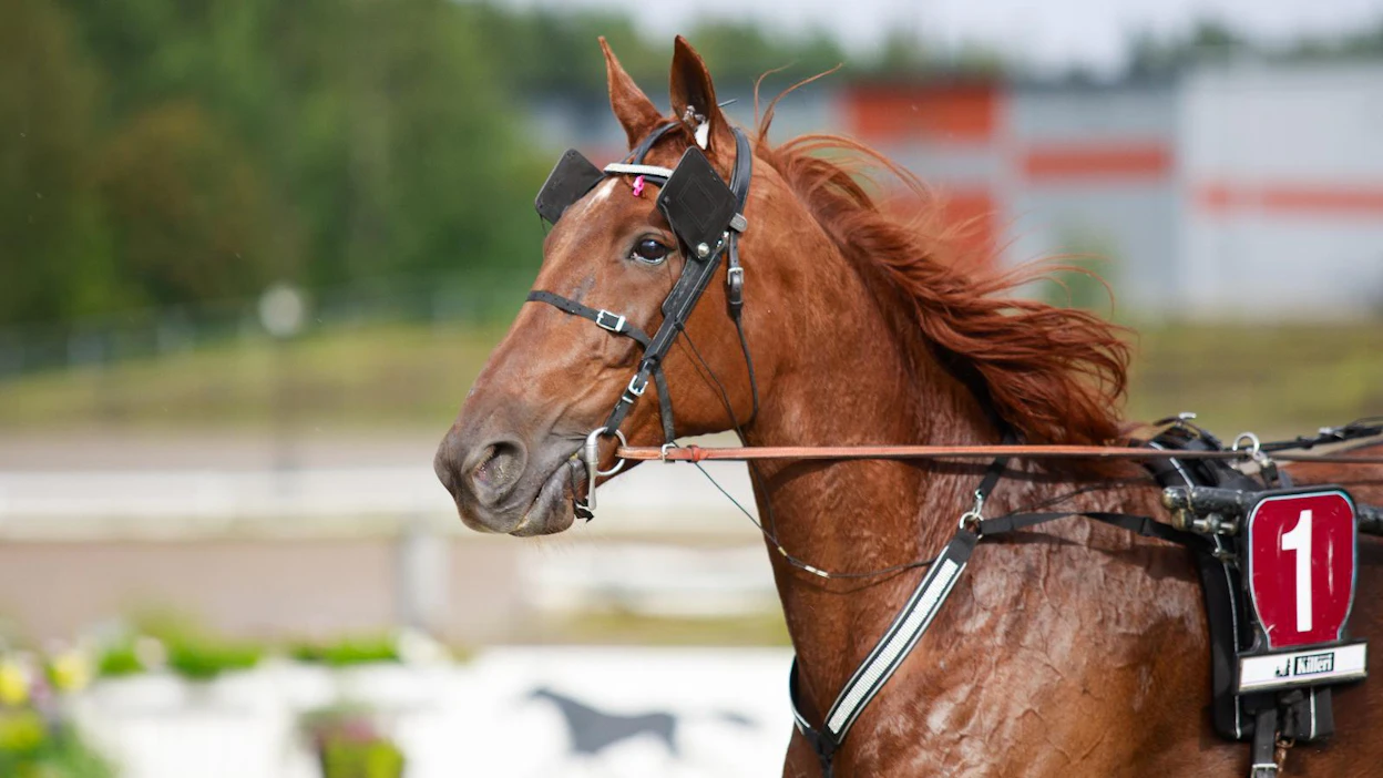Suomen ykköstasolla kilpaileva ravuri Majestic Man on keinoemovälityksen viime vuosien sanansaattajia. Orpovarsa Taistonakin tunnettu Majestic Man sai oman emänsä kuoltua kasvattiemäkseen ravikuningatar Mariminin, joka oli menettänyt oman varsansa.