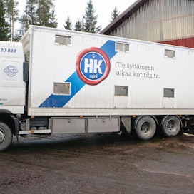 HKScan kertoo parantaneensa eläinkuljetustensa oloja muun muassa kouluttamalla kuljettajia. Kuvan ajoneuvo kuljettaa nautoja.