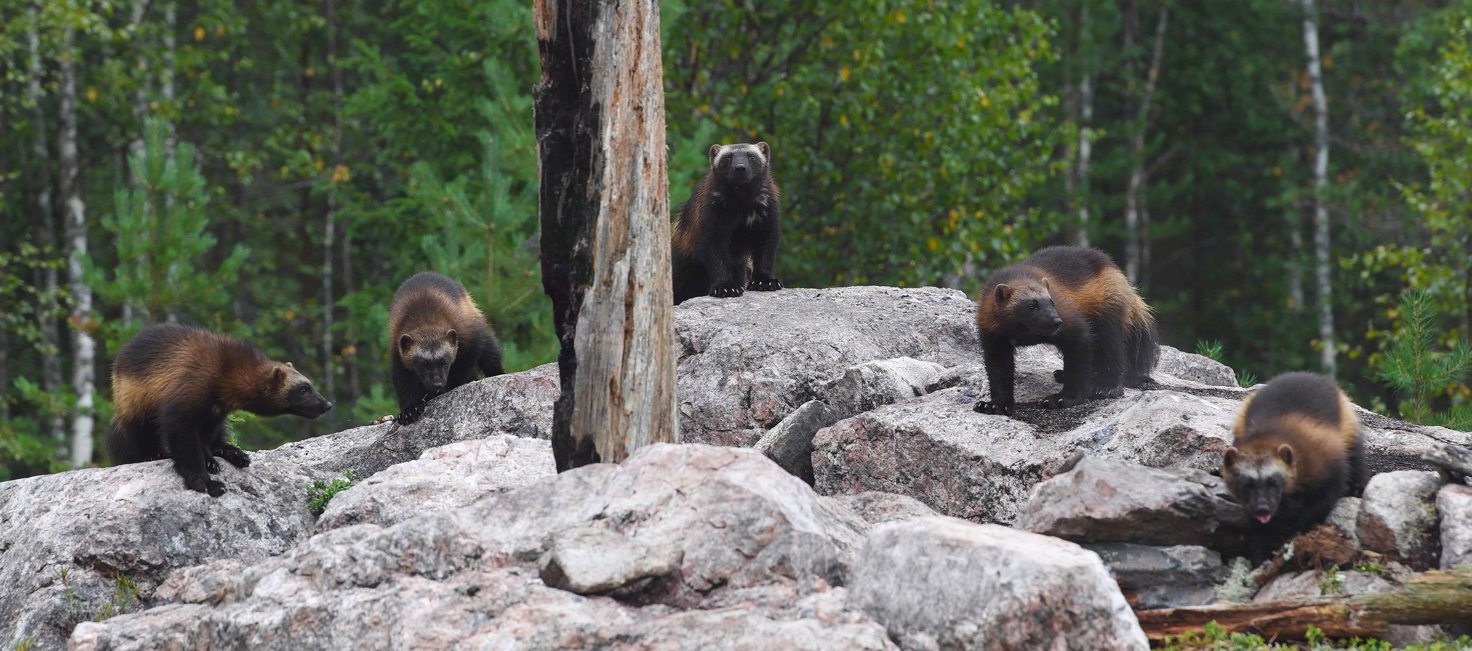 Kuvassa Kainuussa havaittu ahmapentue.