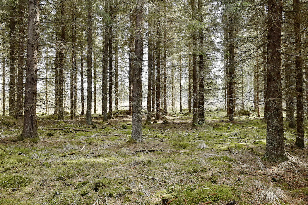 Jos suinkin mahdollista, kuusikoihin kannattaa mennä tarkastuskäynneille syyskylmiin asti.