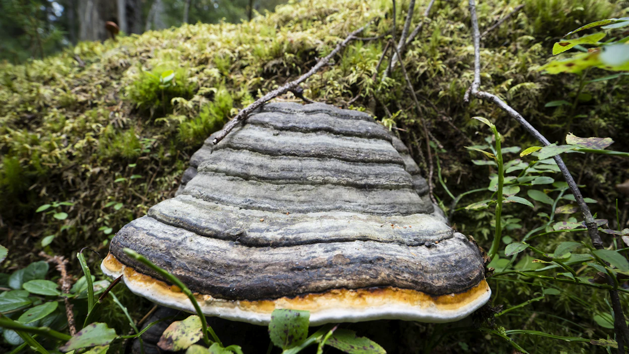 Luonnonsuojeluliiton mukaan hallituksen on suojeltava valtion omia metsiä muilla tavoilla, jos kriteerit jäävät liian tiukoiksi.