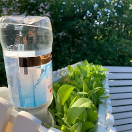 Vesipullon korkkiin on tehty kaksi pientä reikää. Kasvit pitää kastella hyvin ennen pullon laittamista.
