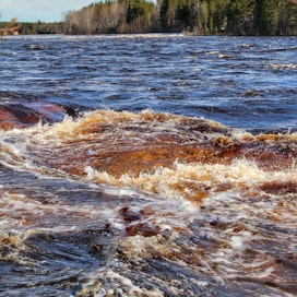 Länsi-Lapissa tulvat ovat parhaillaan huippukorkeudessa. Kuvan Ounasjoki ei ylittäne vahinkorajaa Rovaniemellä tänä keväänä.