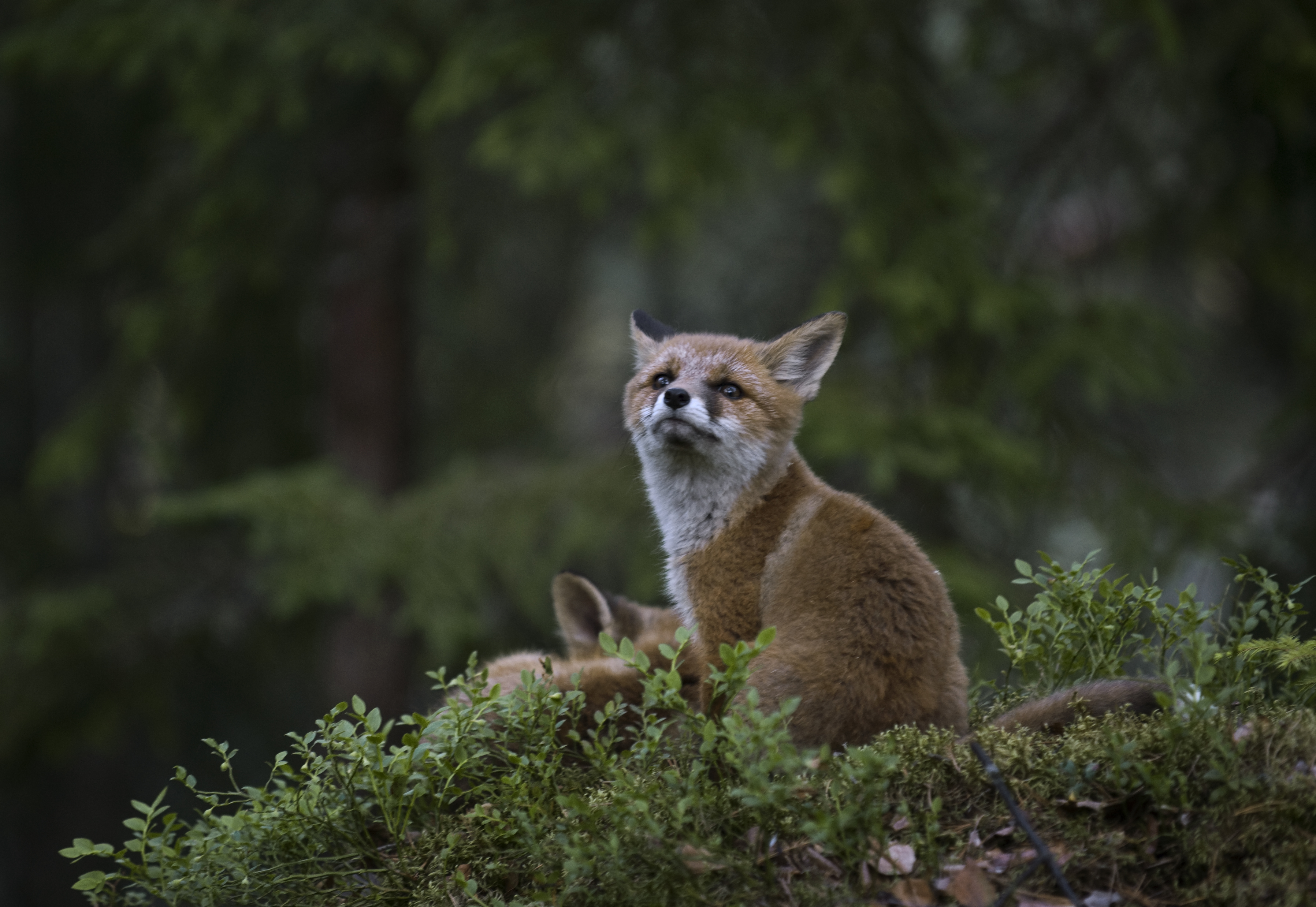Ovela kettu puijaa helposti kuvaajaa.