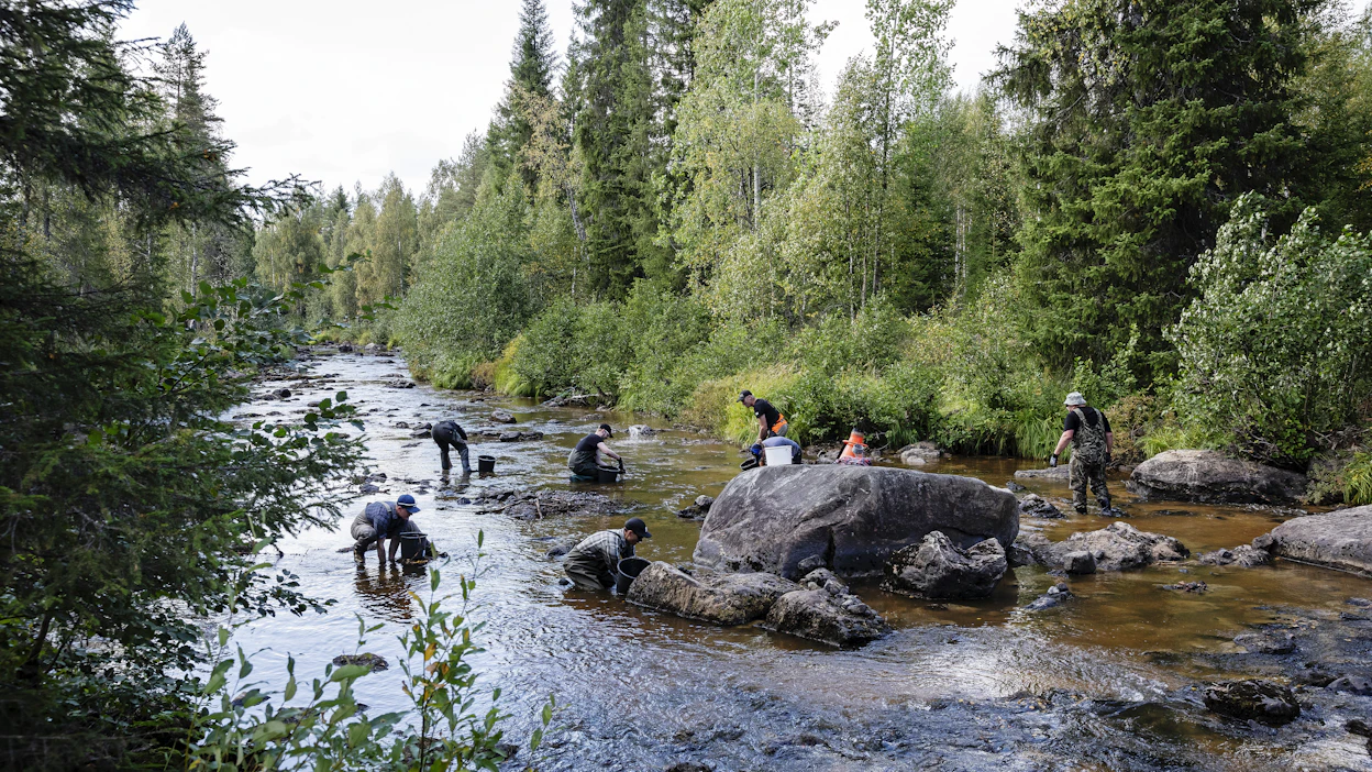 Jokihelmisimpukan pelastusoperaatio käynnissä Hukkajoella Suomussalmella 26.8. Kuvituskuva.