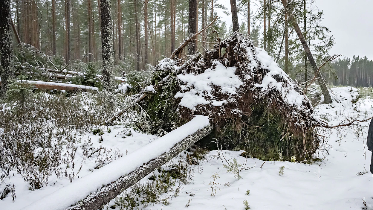 Puun kaatuessa maasta ovat nousseet myös juuret. Ne ovat nyt jäätyneet pystyyn, vaikka itse puu olisikin jo sahattu pois.