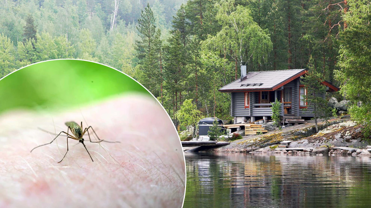Pahin hyttyspaikka on sellainen ympäristö, jossa kasvaa runsaasti ja tiheästi puita.