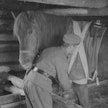 Hevosia autettiin rintamaoloissa mahdollisuuksien mukaan. Kuva hevosten sidontapaikalta Rukajärven suunnalta vuodelta 1942.