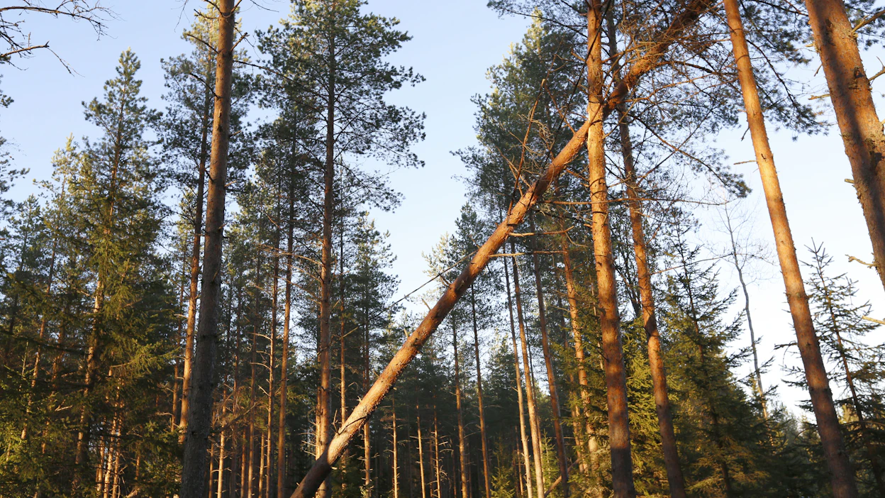 Nakkilan myrskyssä valtaosa tuhoalueen puista pysyi pystyssä. Osa kaatui konkeloon, osa maahan. Arkistokuva vastaavasta tilanteesta.