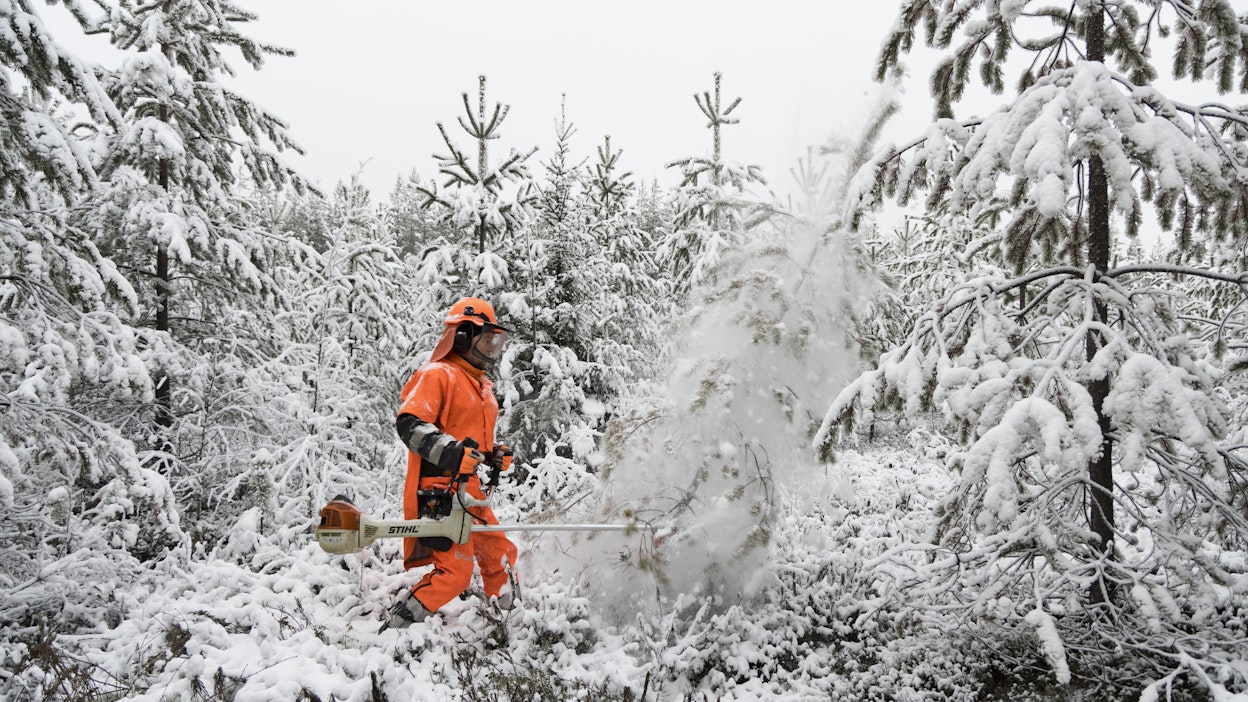 Metsähallitus Metsätalous Oy:n metsuri Vesa Riekki sahasi torstaina Pudasjärven Leväsuolla.