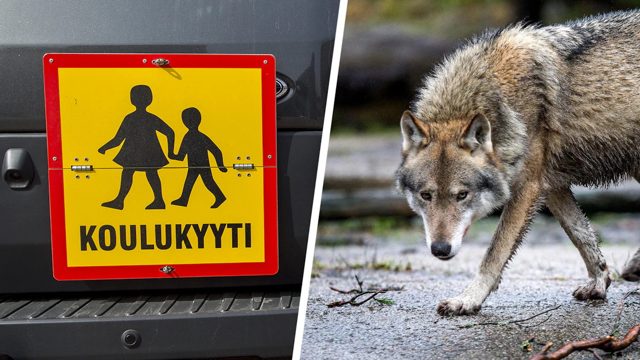 Petokyyti tarkoittavat sitä, että lapsi haetaan kouluun lähempää kotiovea kuin normaalisti.
