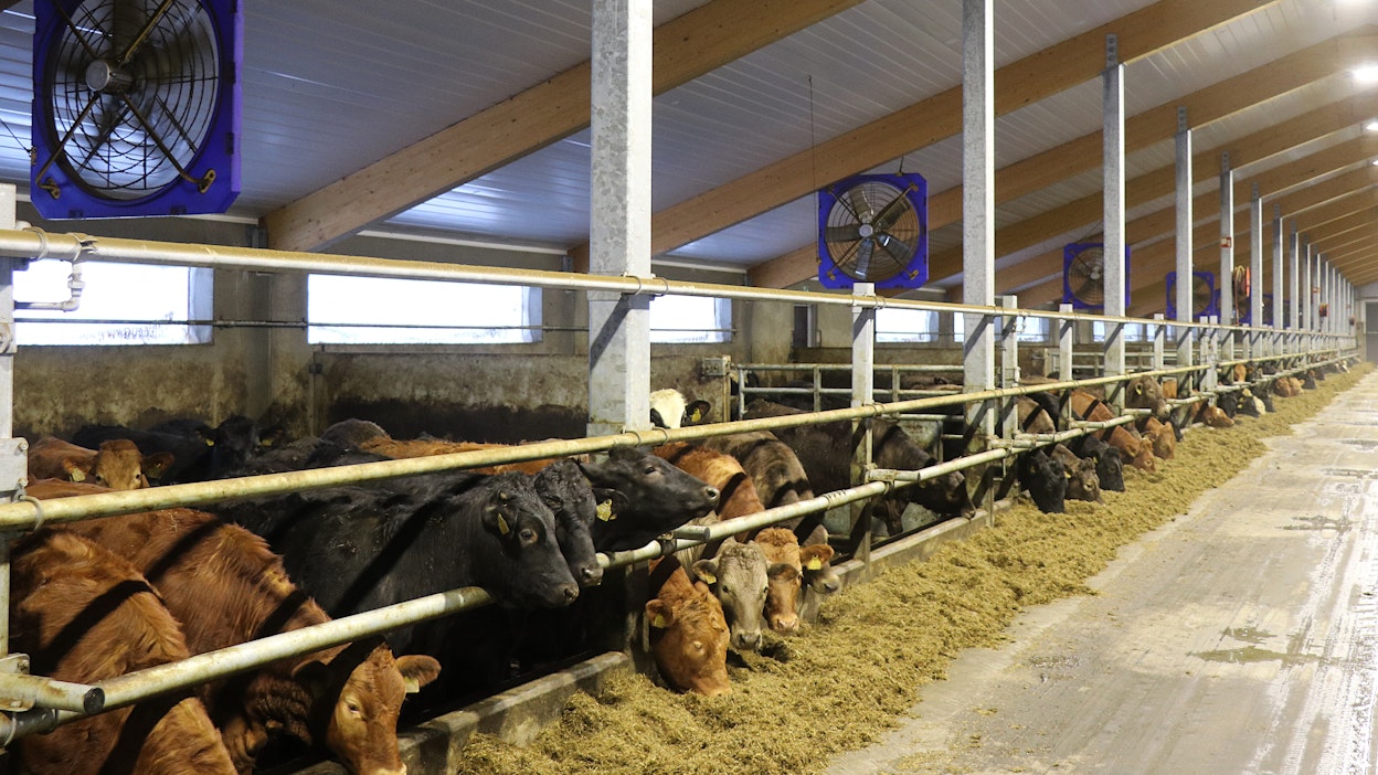 Lapualaisen Korpelan Tila oy:n uudessa lihanautakasvattamossa on molemmin puolin ruokintakäytävää kymmenen viilennyspuhallinta. Ne puhaltavat käytävän molemmin puolin vastakkaiseen suuntaan, millä saadaan ilma kiertämään.