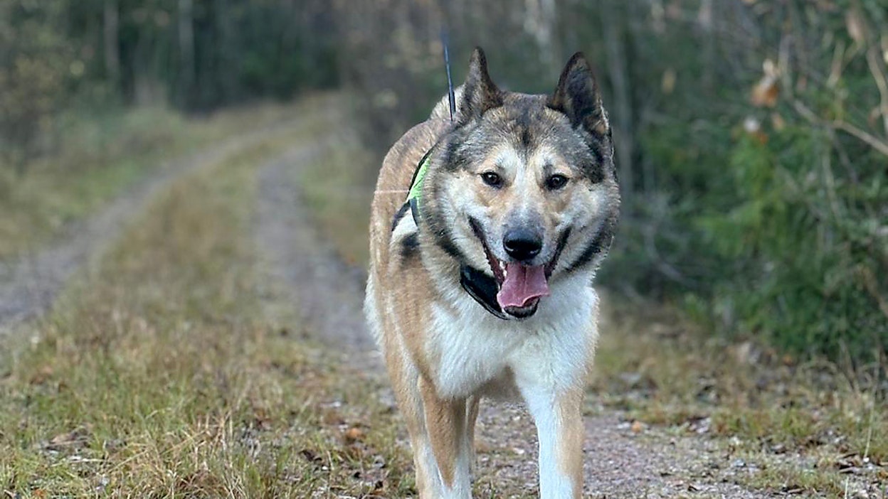 Susi koitui nuoren itäsiperianlaika Ketkun kohtaloksi.